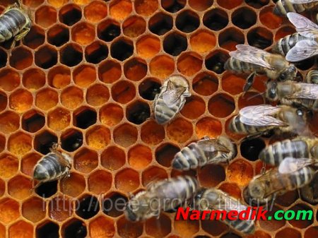 Перга пчелиная – полезные свойства, применение, противопоказания