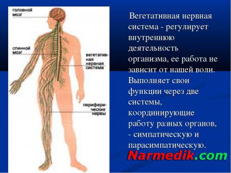 Деятельность вегетативной нервной системы