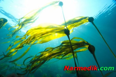 Альготерапия: целебные силы морских водорослей