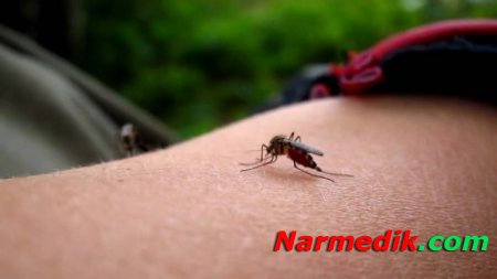 Как лечить комариный укус