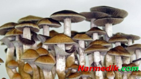 Галлюциногенные грибы помогут при неизлечимой депрессии