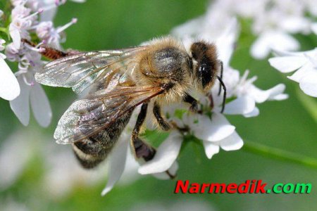 Что лечит пчелиный яд
