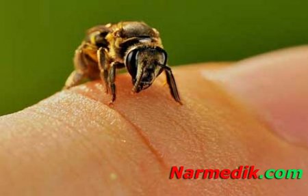 Что лечит пчелиный яд