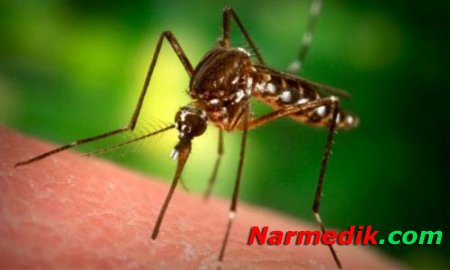 Как избавиться от укусов комаров?